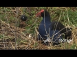 Pukeko Feeds Chick CU 2996